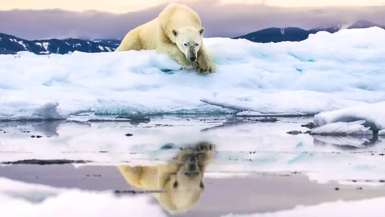 Frozen Planet II Backdrop