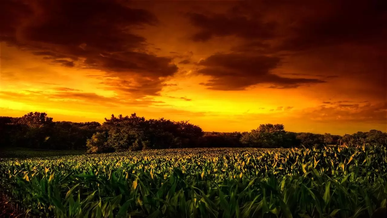 Children of the Corn II: The Final Sacrifice Backdrop