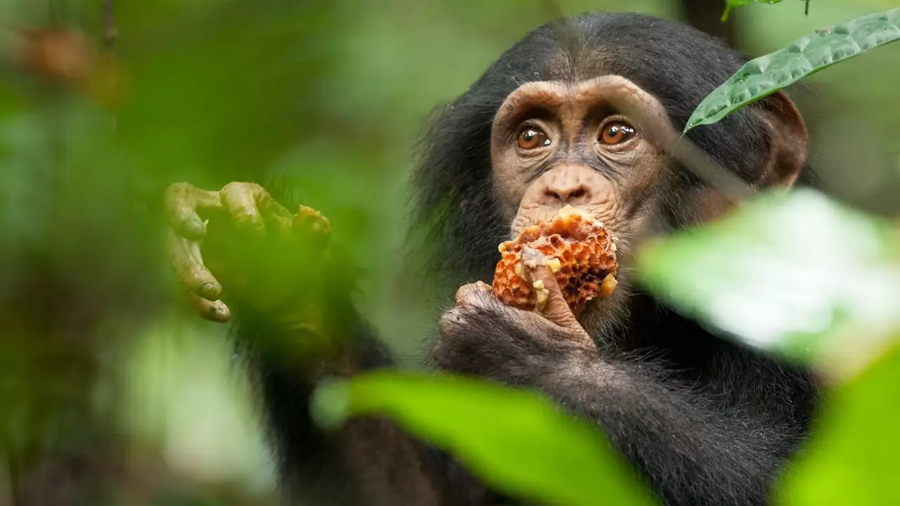 Chimpanzee Backdrop