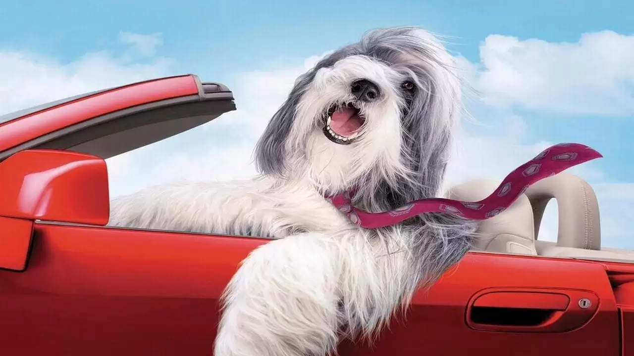 The Shaggy Dog Backdrop