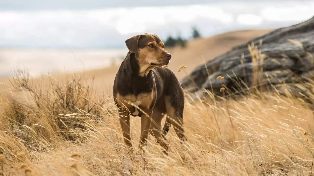 A Dog's Way Home Backdrop